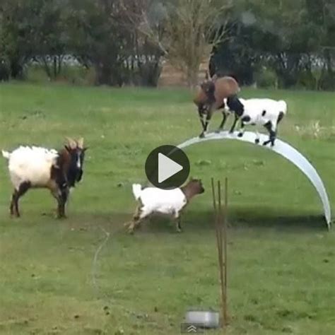 Watch Goats Playing Rambunctiously on Steel 